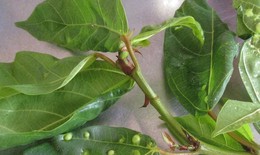 5 lợi ích tiềm năng của lá sung đối với sức khỏe