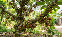 Quả sung hỗ trợ chữa bệnh gì?