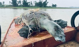 Rùa Hoàn Kiếm đã biến mất ở Việt Nam?