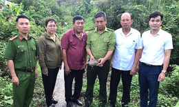 Người phụ nữ Hải Phòng phát hiện rùa núi vàng quý hiếm đi lạc vào vườn nhà