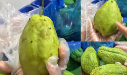 Quả su su trầy giập trong thực phẩm bán trú tại Trường Tiểu học Quảng Bị 2