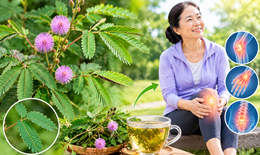 3 cây thuốc nam dùng hỗ trợ giảm đau nhức xương khớp