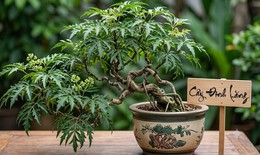 Lá đinh lăng nấu nước uống có tác dụng gì?