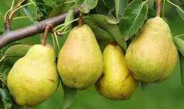 Thời điểm ăn quả lê hỗ trợ giảm cân, tốt cho đường ruột
