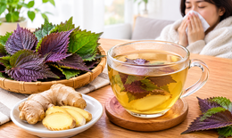 Bị cảm lạnh uống nước lá tía tô với gừng có tốt không?