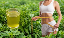 Nên uống bao nhiêu nước lá đinh lăng mỗi ngày để giảm cân an toàn?