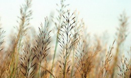 Rễ cỏ may trị bệnh gan
