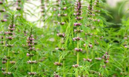 Dược thiện từ cây ích mẫu