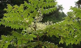 Chữa ho do lạnh với đinh lăng gai