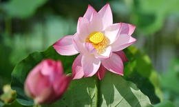 Hương sắc sen Hồ Tây