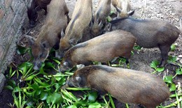 Dân giàu Hà Thành góp tiền nuôi lợn rừng ăn Tết