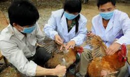 Phòng chống dịch cúm A/H5N1: Không chủ quan