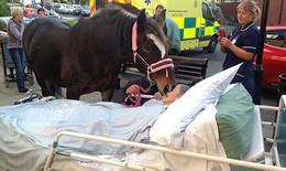 Cảm động nụ hôn tiễn biệt của chú ngựa với người chủ bị ung thư