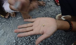 Trà Vinh: Dân đổ ra đường nhặt "vàng"