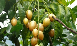 Giảm đau do viêm họng  với cây hồng bì