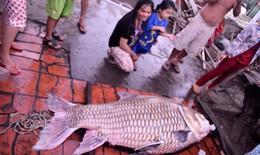 Cá hô vàng khổng lồ mắc lưới nông dân ở Vĩnh Long