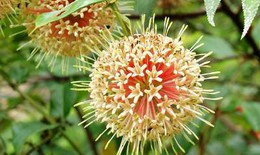 5 bài thuốc chữa thiểu năng tuần hoàn não