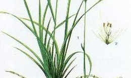Rễ cỏ tranh trị bệnh đường tiết niệu