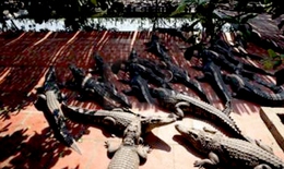 “Vua cá sấu” kiếm tiền tỉ ở Hà Nội