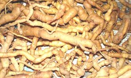 Ba kích... kích yêu
