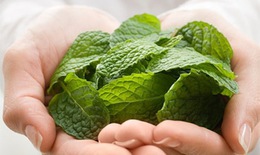 Bài thuốc trị cảm cúm