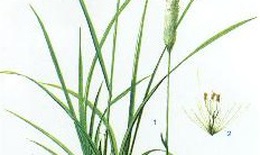 Bạch mao căn trị bệnh đường tiết niệu
