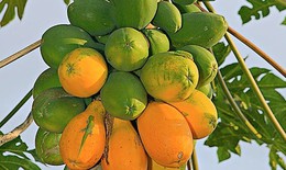 Công dụng chữa bệnh của cây đu đủ