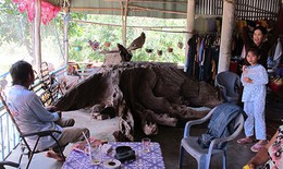 Sự thật 'Gốc cây trị bá bệnh' ở Long An