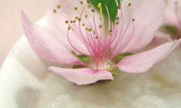 Cháo hoa thực dưỡng & làm đẹp