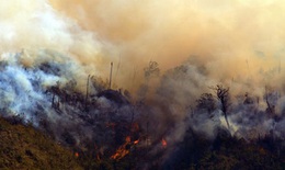 Đang cháy lớn rừng quốc gia Hoàng Liên