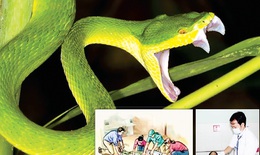 Xử lý và phòng tránh rắn lục đuôi đỏ cắn
