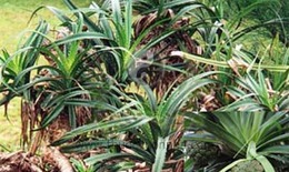 Bài thuốc chữa sa dạ con