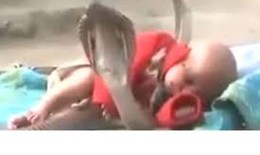 Em bé được 4 con rắn hổ mang chúa bảo vệ trong lúc ngủ