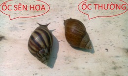 Ốc sên hoa làm thuốc