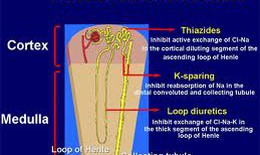 Những tác dụng bất lợi khi dùng furosemid