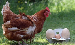 Vui cười: Gà mái đẻ trứng