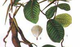 Giữ  “phong độ” nhờ h&#224; thủ &#244;