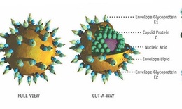 Chữa viêm gan virut C, khó nhất là gì?