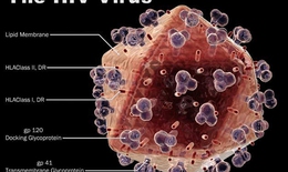 Đột phá mới trong nghiên cứu loại bỏ HIV