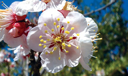 Hoa đào, hoa mai - Vị thuốc của mùa xuân