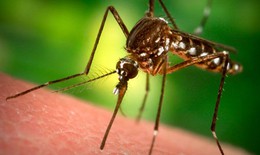 Bị muỗi đốt sợ lây HIV?!