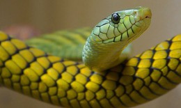 Bị rắn cắn xử trí sao cho đúng?