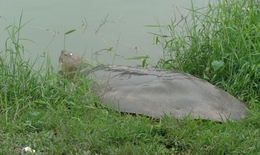 'Cụ' rùa hồ Gươm nằm phơi nắng hơn 1 tiếng