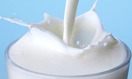 10 sự thật thú vị về sữa