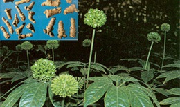 Hoa tam thất - Vị thuốc hạ huyết áp