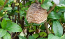 Tang phiêu tiêu - Vị thuốc của quý ông