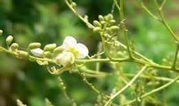 Kiểm soát huyết áp bằng... hoa