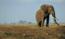 Chú voi khổng lồ có cặp ngà đẹp nhất thế giới bị sát hại dã man