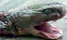 Đầu lâu rắn hổ mang cắn chết một đầu bếp Trung Quốc