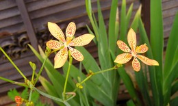 Thuốc hay trị hen phế quản